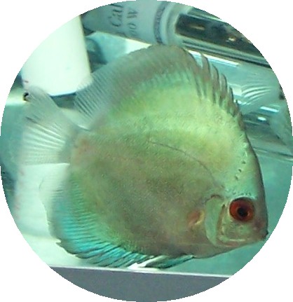Ocean Green Discus Fish 2 inch